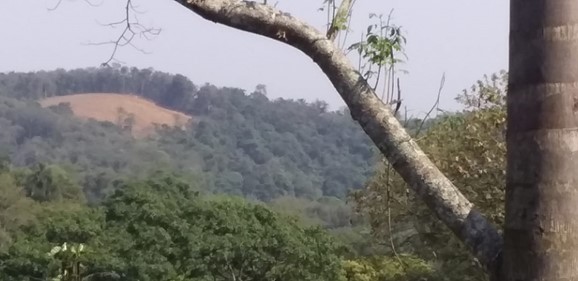 Denúncia de supressão de vegetação na Rua Shyzue Tamura